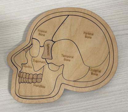 Anatomy of the Skull and Brain Educational Puzzle